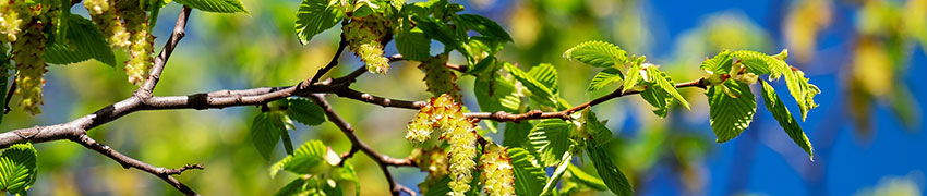 Haagbeuk in een natte tuin