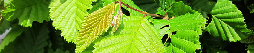 Carpinus betulus als haagplant