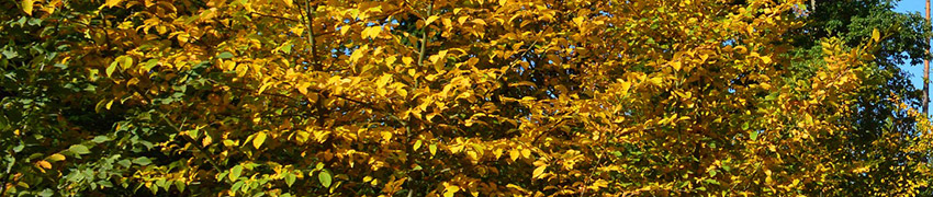 Carpinus betulus in de tuin