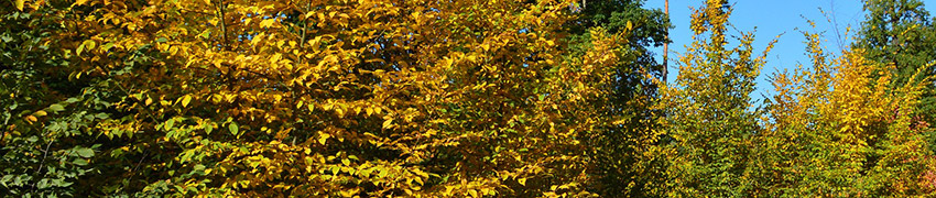 Haagbeuk in inheemse gemengde haag